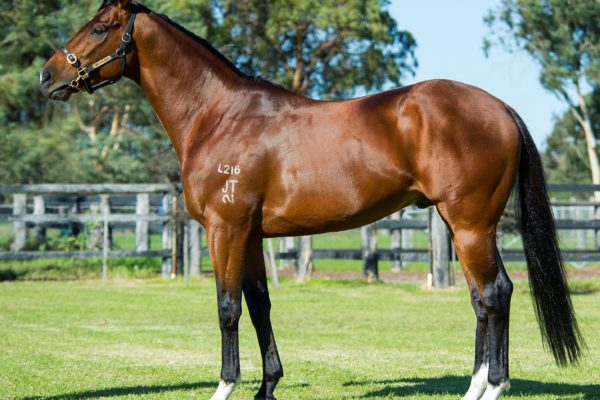 Cryptic Love likely for Magic Millions Trophy