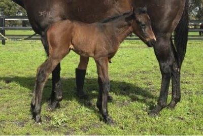 First foal by Lucky Street