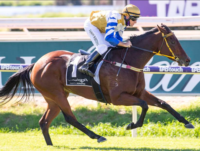 Stallion Breeders